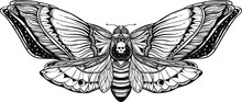 Black And White Deadhead Butterfly Doodle Illustration