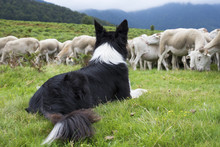 Border Collie Surveillant Un Troupeau De Moutons