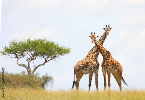 Plakat Żyrafy skrzyżowanie szyje - Masai Mara