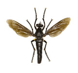 Fototapeta Motyle - Robber Fly Dasypogon on white Background  -  Dasypogon diadema (Fabricius, 1781)