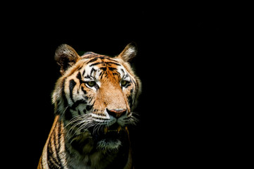 Large bengal tiger sitting in the pond, Bengal tiger swimming in the pond, Closeup portrait of a swimming Malayan tiger