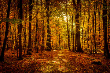 Wall Mural - Gold october light in forest