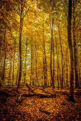 Wall Mural - Gold october light in forest