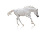 Fototapeta Konie - white horse runs isolated on white background