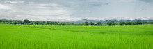 Green Rice Field In Rainy Season.