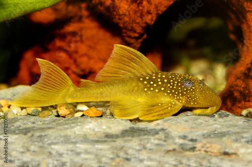 Obraz Dibond Green phantom pleco L200 Hemiancistrus subviridis aquarium fish