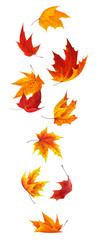 isolated maple leaves. falling red and orange maple leaves isolated on white background with clippin