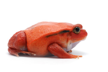 red tomato frog isolated on white background