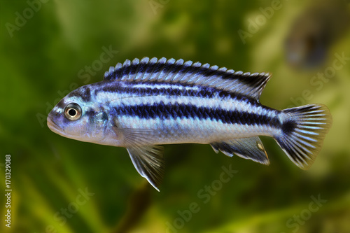 Obraz Dibond Metallic bluegray mbuna malawi cichlid Melanochromis johannii aquarium fish johanni