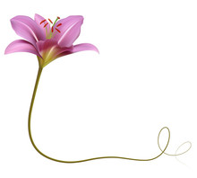 Realistic Purple Lily Flower, Corner.