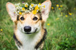 A dog of the breed of Wales Corgi Pembroke on a walk in the summer forest. A dog in a wreath of flowers.