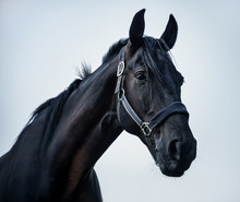 Portrait Of A Young Stallion In Front Of The Blue Sky