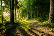 canvas print picture - Sonnenstrahlen im Wald