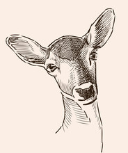 Portrait Sketch Of A Roe Deer