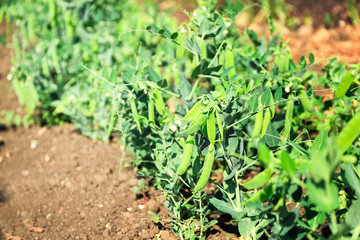 Poster - Green beans bushes in garden on sunny day