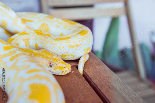 Zdjęcie XXL Gold Python, pyton siatkowy, python reticulatus Wąż albinosowy z piękną żółtą teksturą. Egzotyczne zwierzę domowe. Selektywna ostrość