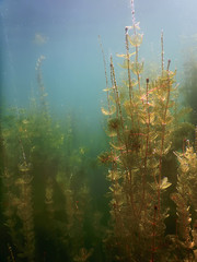 Wall Mural - Underwater flora. Underwater Plants rivers, lakes, pond.