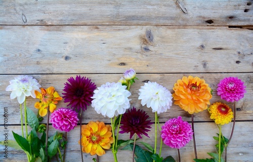 Grußkarte - Dahlien Blumens...