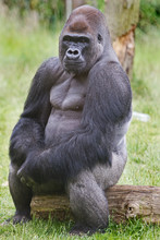 Silverback Western Lowland Gorilla Sitting Posing While Sitting On A Log