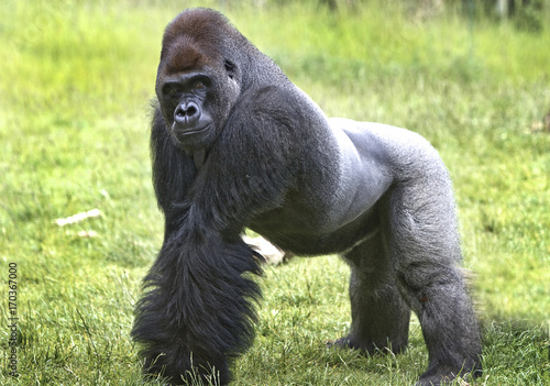 Fotomural Large western lowland Gorilla looking at camera with lush grass in the backgroun