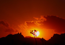 Sunset, Joshua Tree National Park, California, USA