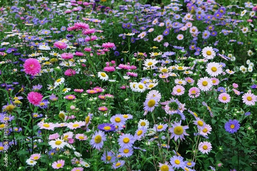 夏の花畑 旅行中見つけたアスターの花畑です 色のコンビネーションが素敵でした Stock Photo Adobe Stock 夏の花畑 旅行中見つけたアスターの花畑です 色のコンビネーションが素敵でした Stock Photo Adobe Stock