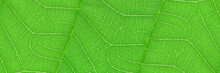 Horizontal Green Leaf Texture For Pattern And Background