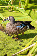A Blue-winged Teal Duck Balancing On One Foot Against A Green Background