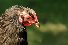 Molting Chicken Headshot Portrait In Profile