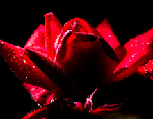 Beautiful Red Rose On A Black Background
