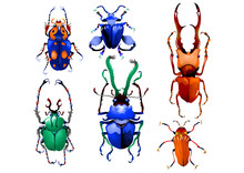 Beetle Insect Illustration