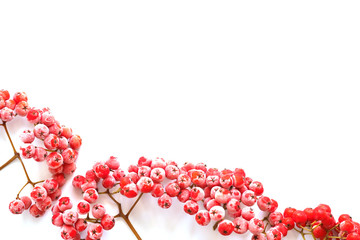 Wall Mural - Christmas background. Red ashberry in the frost  isolated on white background.Christmas frame.