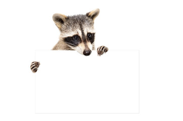 Wall Mural - portrait of a cute raccoon with banner, isolated on white background