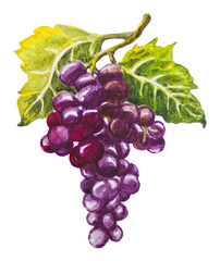 Grapes image painted in watercolor.