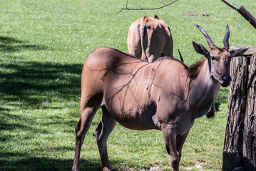 Wall Mural - common eland animals