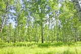 Fototapeta Krajobraz - birch forest