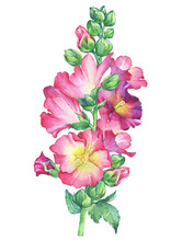 Alcea Rosea, Mallow Pink Flower (malva, Hollyhock, Althaea Rugosa). Watercolor Hand Drawn Painting Floral Illustration Isolated On White Background. For Design -posters, Greeting Card, Fabrics, Print.