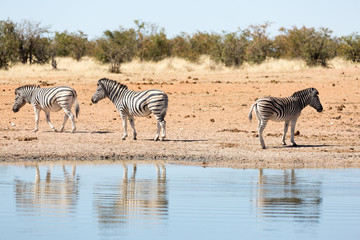 Wall Mural - Etosha, Namibia. Wild Zebras at waterhole