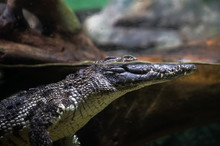 Crocodile Underwater In The Aquarium