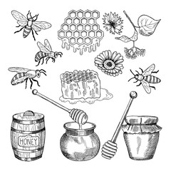 Wall Mural - vector hand drawn pictures of honey products