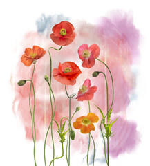 Wall Mural - Poppy Flowers watercolor