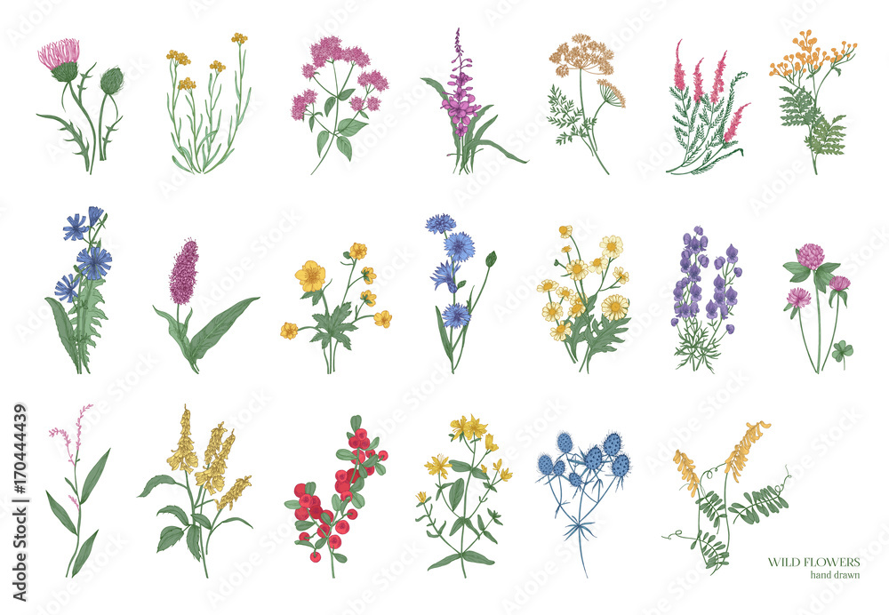Collection of beautiful wild herbs, herbaceous flowering plants, blooming flowers, shrubs and subshrubs isolated on white background. Hand drawn detailed botanical vector illustration. - obrazy, fototapety, plakaty 