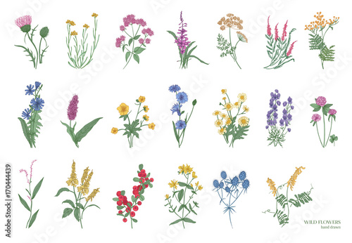 Collection Of Beautiful Wild Herbs Herbaceous Flowering