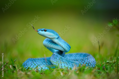 Zdjęcie XXL Trimeresurus insularis błękit w trawie.