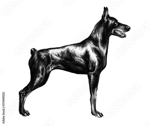Hand Drawn Illustration With Domestic Dog Doberman Pinscher In Exterior Stock イラスト Adobe Stock
