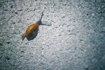 snail on wall