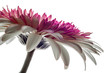 lovely white and pink chrysanthemum flower, white backround. closeup, studio shot