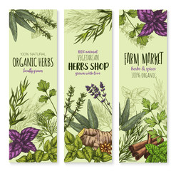 Wall Mural - Spices and herbs vector banners set