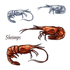 Wall Mural - Shrimp prawn seafood vector isolated sketch icon