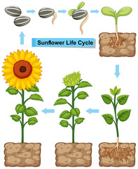 Wall Mural - Life cycle of sunflower plant